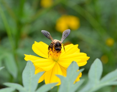 A bee busy drinking nectar from the flowerの写真素材