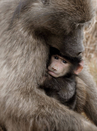 Babboon mother and child