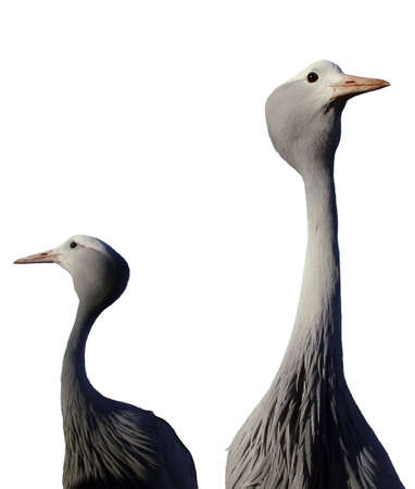 Herons in a poseの写真素材