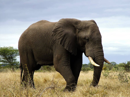 A massive Bull Elephant lumbers through the African grassland.