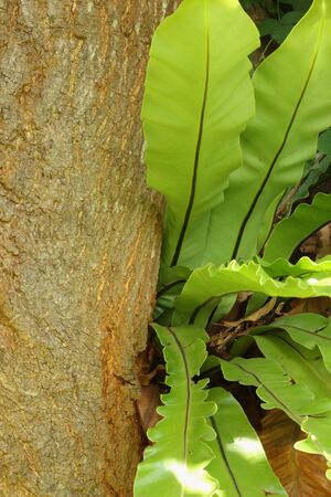 Trees for timberの写真素材