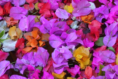 Floating bougainvilleaの写真素材