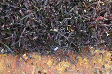 Brown tree with purple stones の写真素材