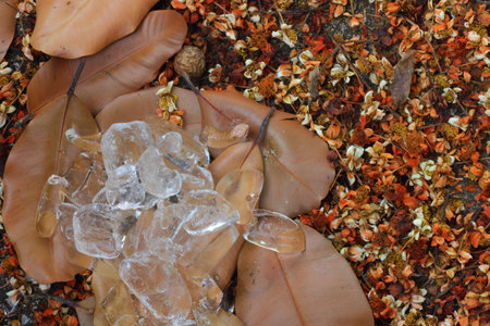 Frozen on dry flowers and leaves の写真素材