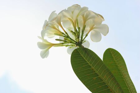 Plumeria against the sky の写真素材