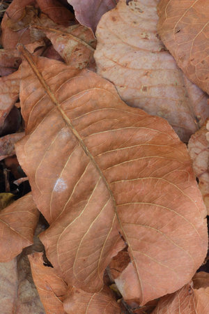 Leaves 