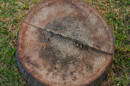 Stump