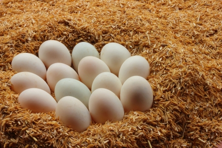 Duck eggs の写真素材
