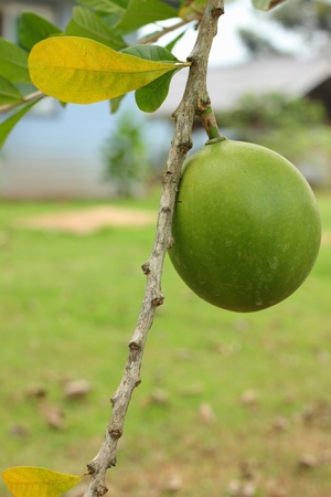 Big lemonの写真素材