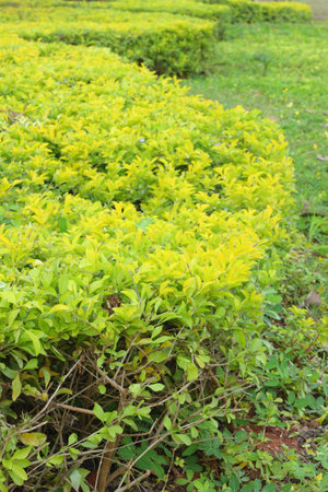 Green tree の写真素材