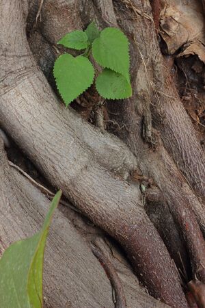 Roots on the ground の写真素材
