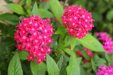 Pink flowers 