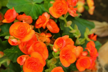 Orange flowers の写真素材