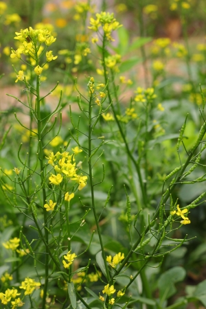  chinese cabbageの写真素材