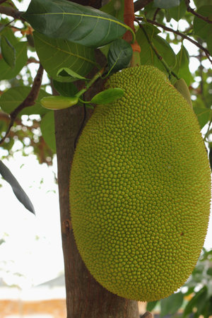 Jack fruit 