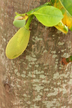 Jack fruit の写真素材