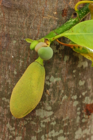 Jack fruit の写真素材