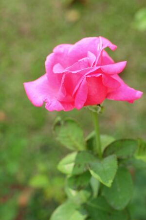 Roseの写真素材