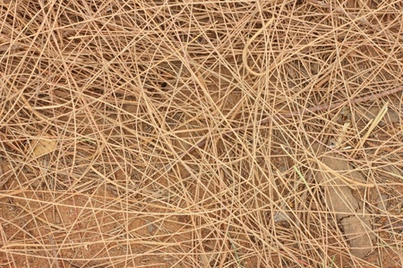  Casuarinaceaeの写真素材