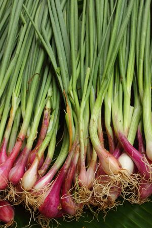 Onion の写真素材