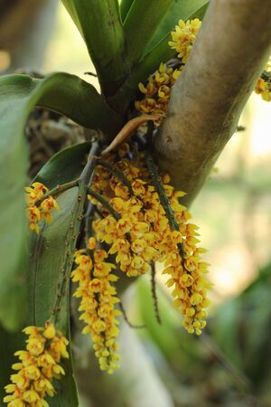 Yellow flowers の写真素材