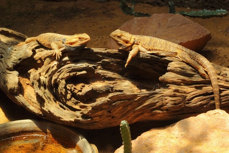 Desert lizards の写真素材