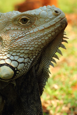 Iguana の写真素材