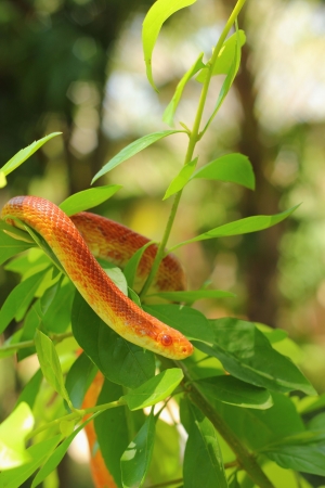 Red snake slithering on a tree の写真素材