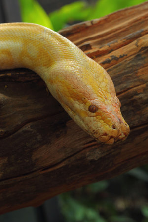 Gold boa 