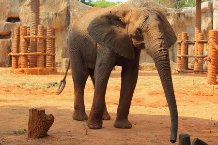 Elephantの写真素材