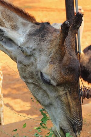Giraffeの写真素材