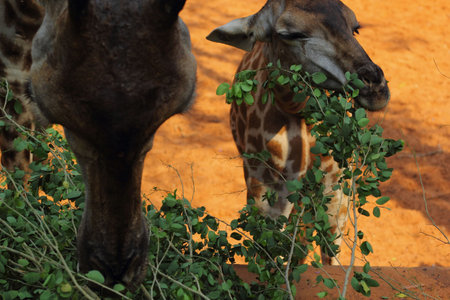 Giraffe