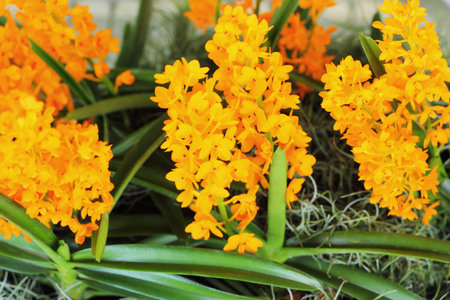 Orchid yellow - yellow flowersの写真素材
