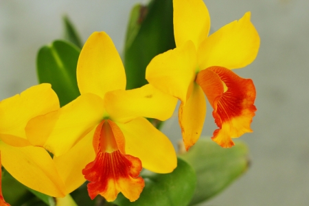 Cattleya orchids の写真素材