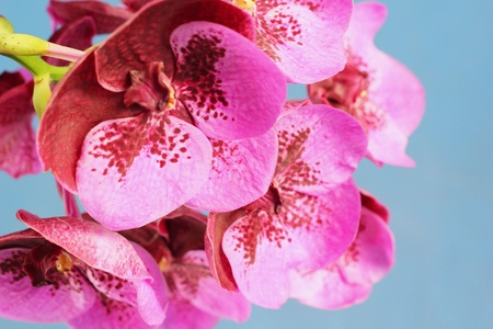 Orchid vanda - pink flowersの写真素材