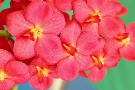 Orchid vanda - red flowers