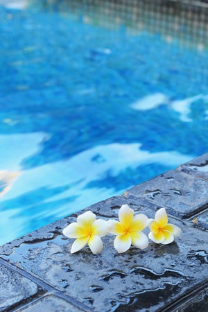 White flowers on a stone の写真素材