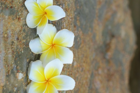 White flowers on a stone の写真素材