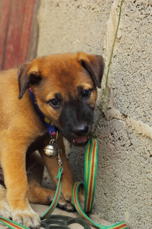 Puppyの写真素材
