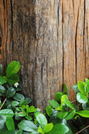 Leaves with timber.の写真素材