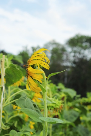 Sunflower - yellow flower.の写真素材