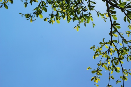 Trees against the sky.の写真素材