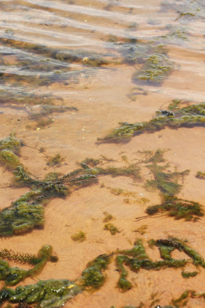 Algae green lake.