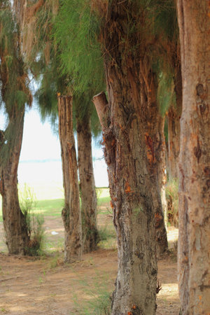 Pine