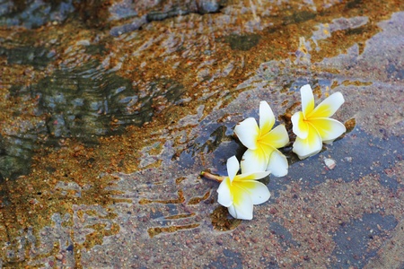 White flowers on a stone の写真素材