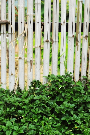 Bamboo fence - green tree.の写真素材
