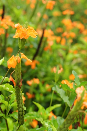 Orange flowers - in the garden.の写真素材