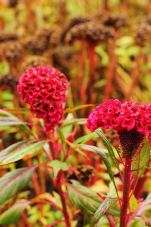 Cockscomb flowers の写真素材