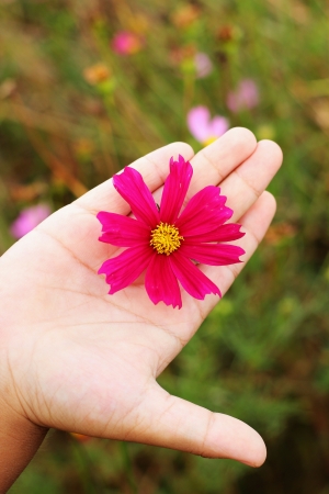Pink flowers - in the hands of children.の写真素材