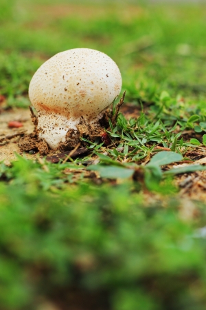 White mushrooms on the grass.の写真素材